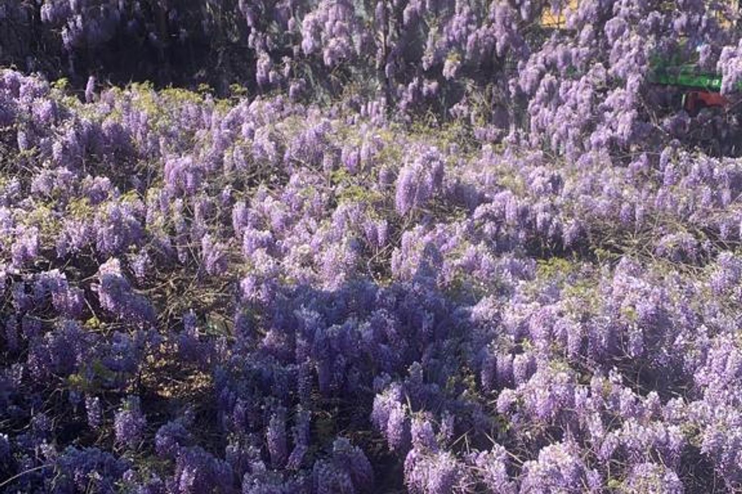 Lo storico glicine di piazza Baiamonti&nbsp;