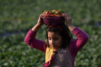 &nbsp;Save the Children lavoro minorile 336mila in Italia