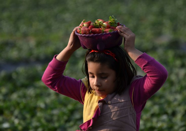 &nbsp;Save the Children lavoro minorile 336mila in Italia