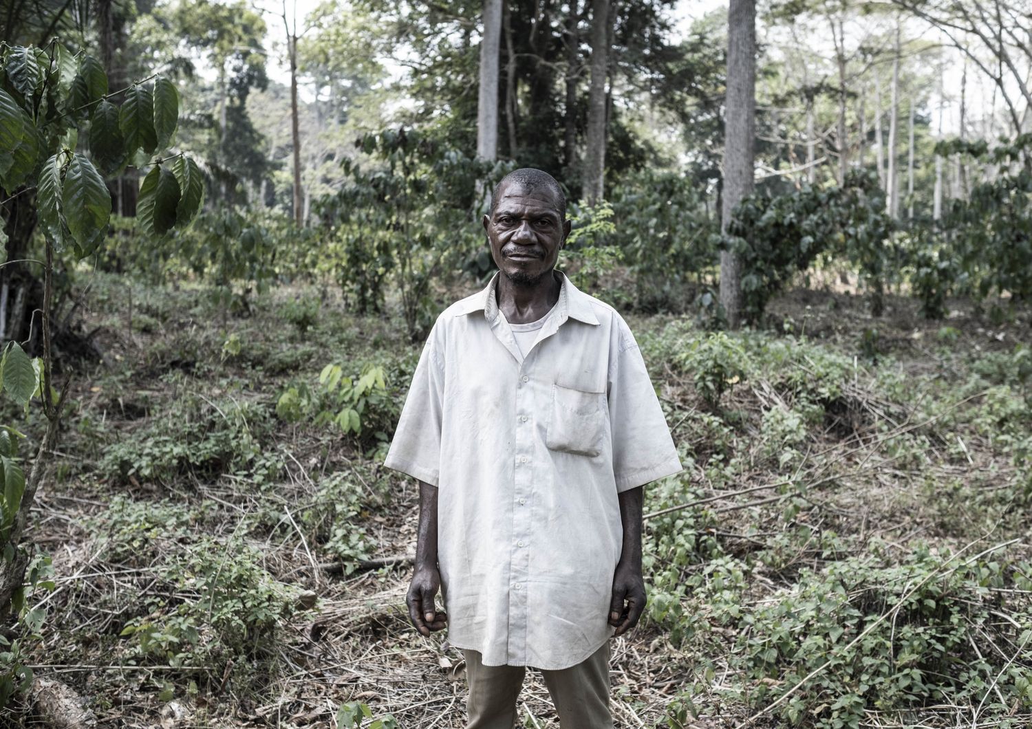 pigmei aka minacciati deforestazione africa