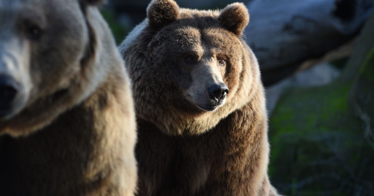 Perché il Trentino ha un rapporto complicato con gli orsi