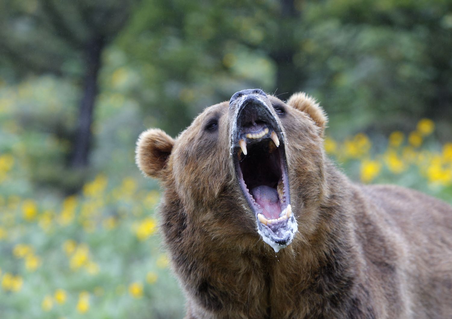 Aggiornamenti sul Settore: Ultime News sugli Spray Anti Orso