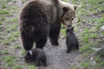 Un'orsa con i cuccioli &nbsp;