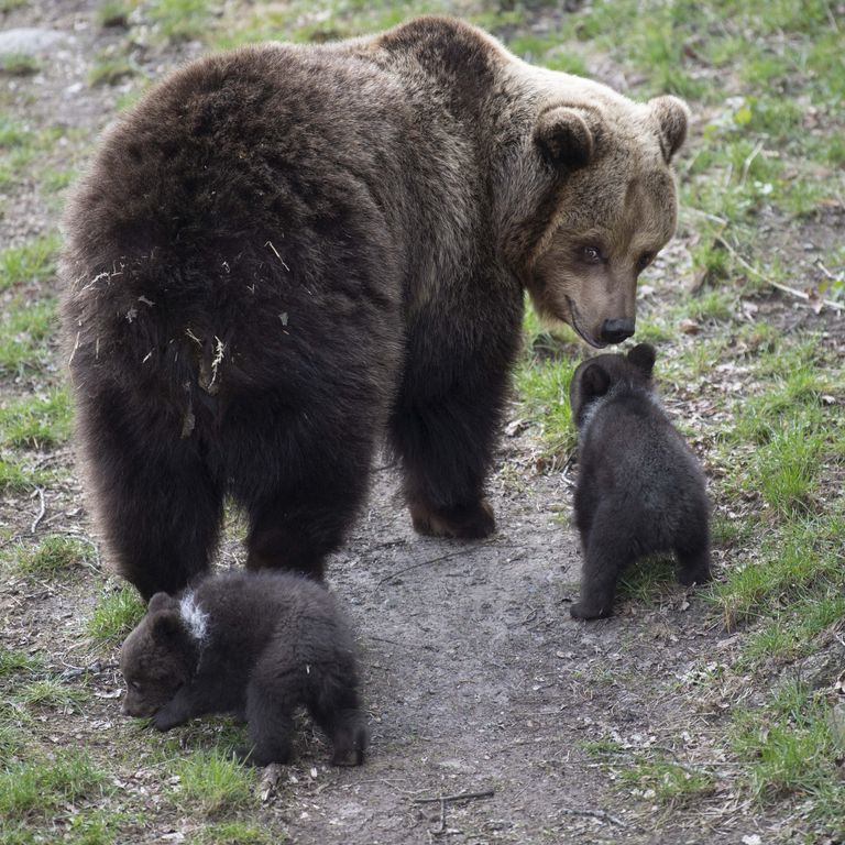 Un'orsa con i cuccioli &nbsp;