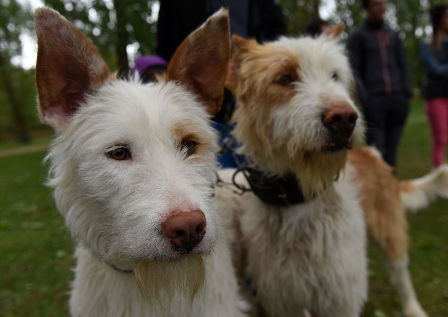 cani spericolati su parete rocciosa salvati da vigili fuoco