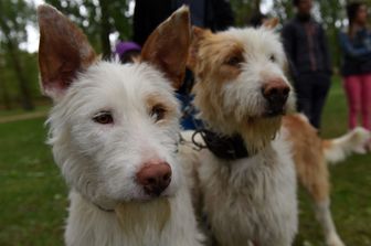 cani spericolati su parete rocciosa salvati da vigili fuoco