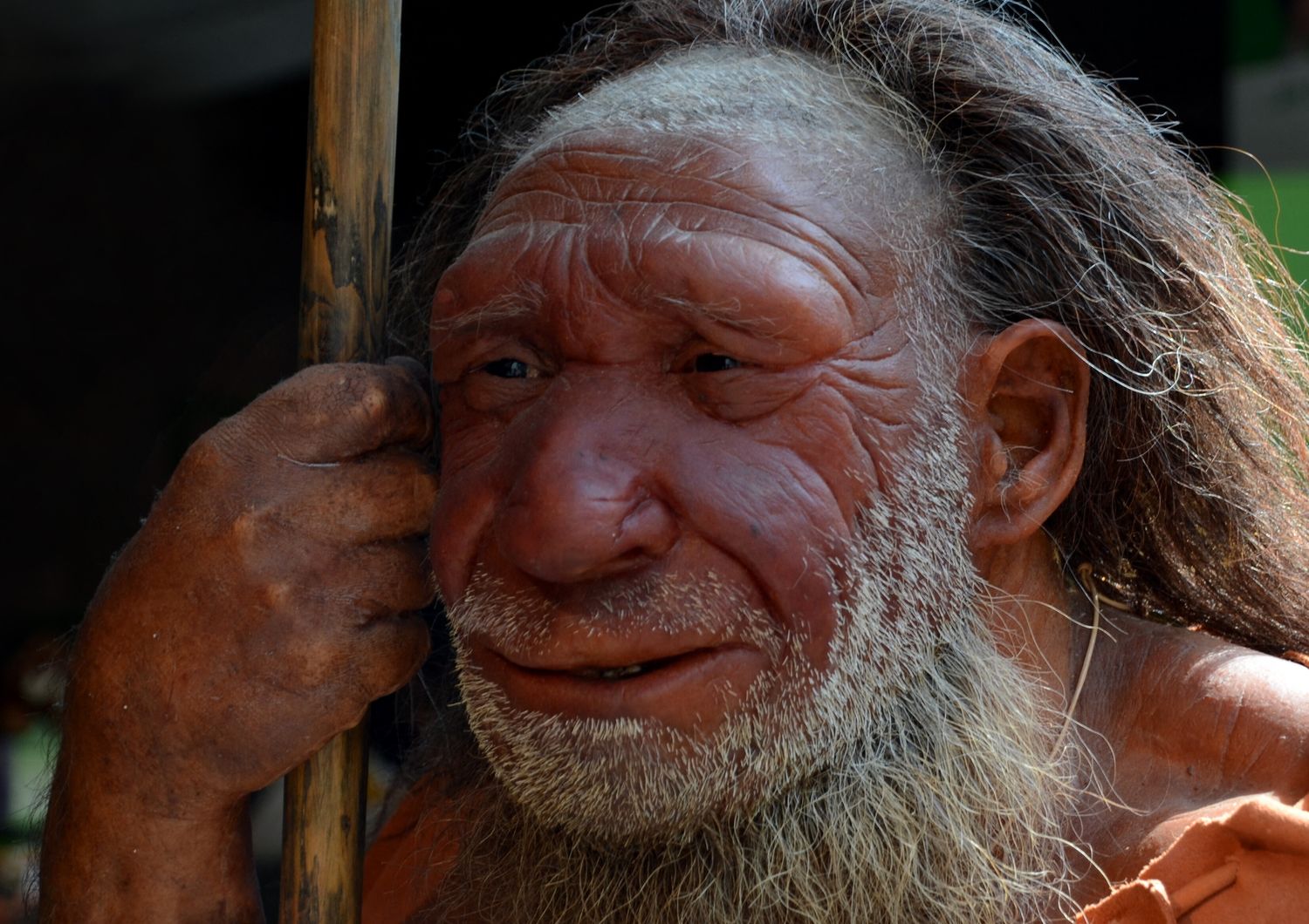 Una ricostruzione di un Neanderthal al Neandertal Museum che si trova in Germania tra Mettmann e Dusseldorf&nbsp;