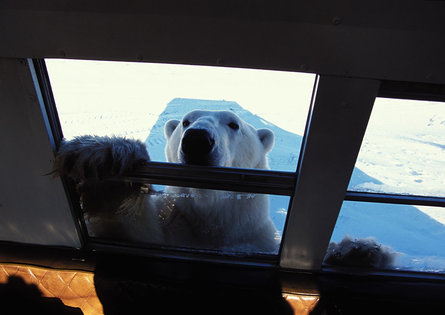 In Canada la prima prigione per orsi polari “ribelli”