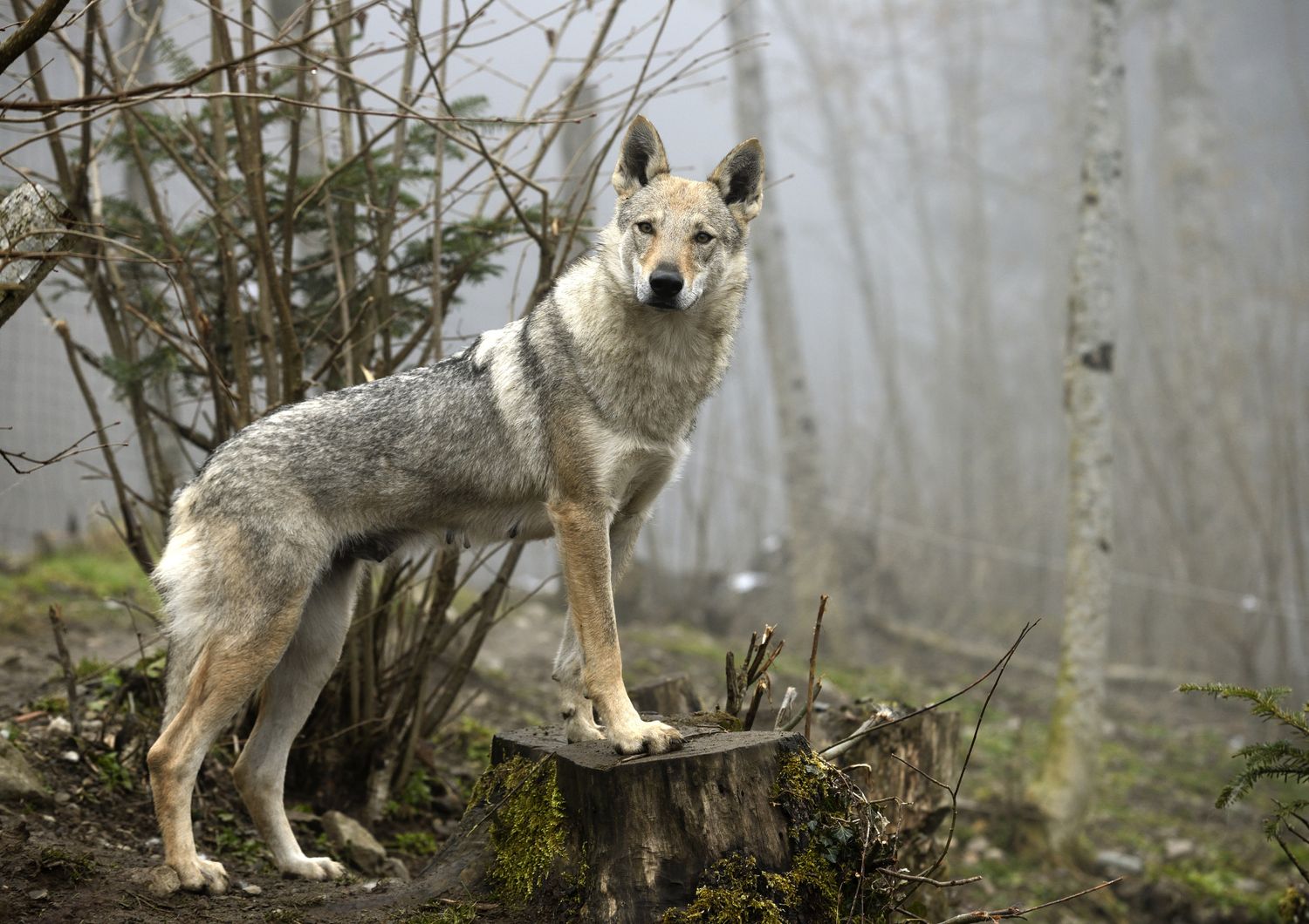 donna morsa da un lupo in provincia di lucca