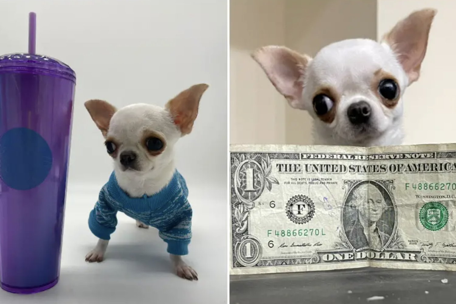 Il chihuahua pi&ugrave; corto al mondo