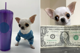Il chihuahua pi&ugrave; corto al mondo