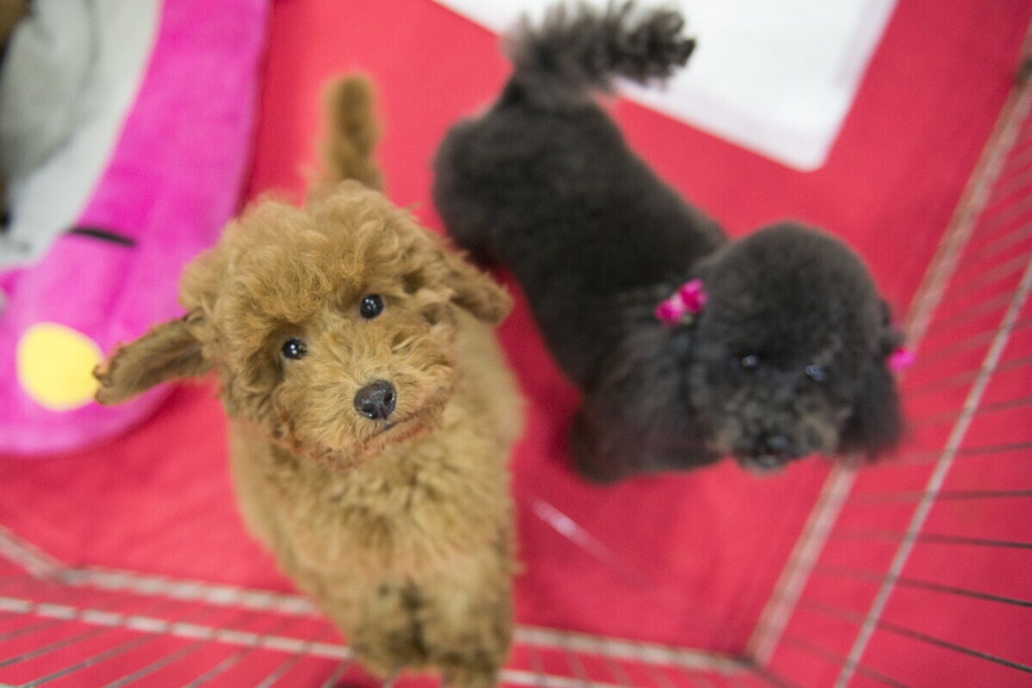 Due cani in cerca di attenzioni