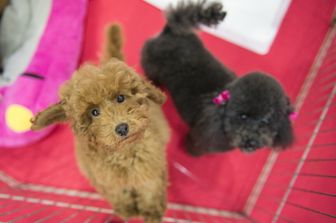 Due cani in cerca di attenzioni