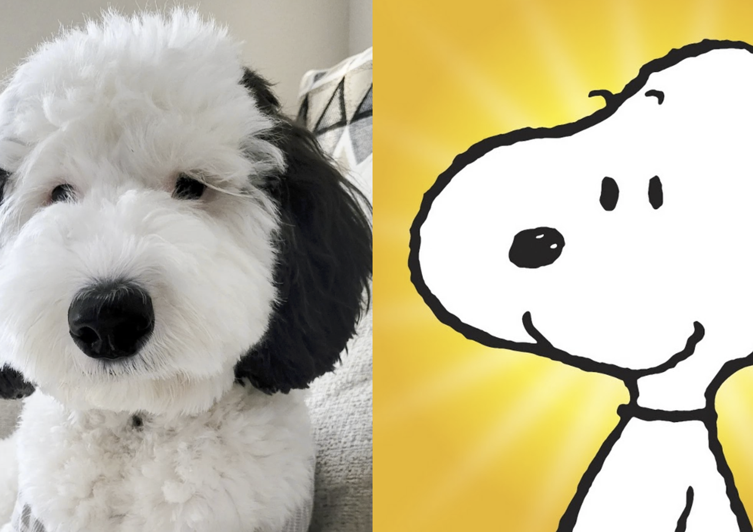 Snoopy e il cane Bayley