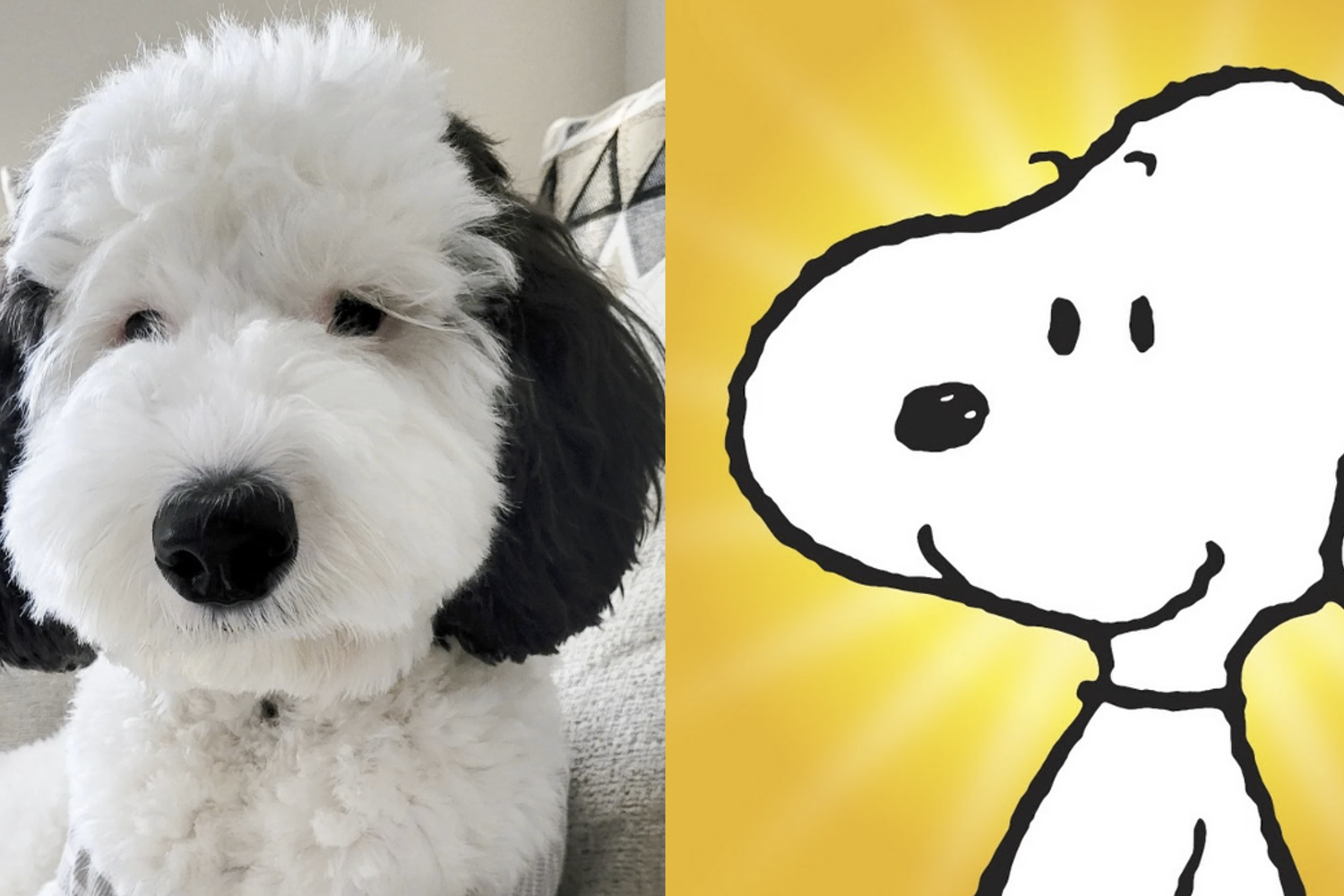 Snoopy e il cane Bayley
