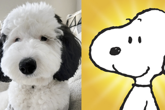 Snoopy e il cane Bayley