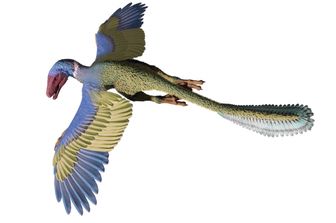 L'immagine di un dinosauro in volo &nbsp;