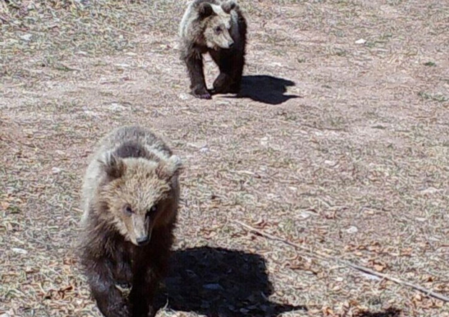 L'Orsa Jj4 e i suoi tre cuccioli