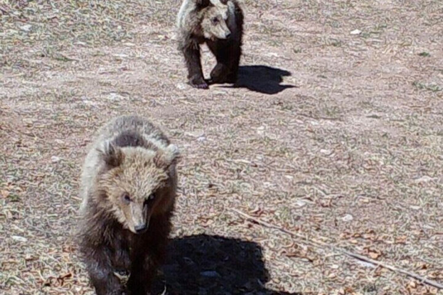 L'Orsa Jj4 e i suoi tre cuccioli