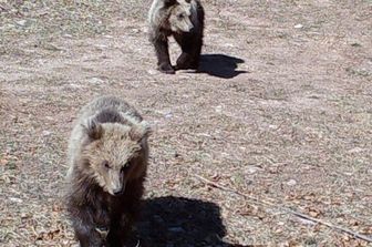 L'Orsa Jj4 e i suoi tre cuccioli