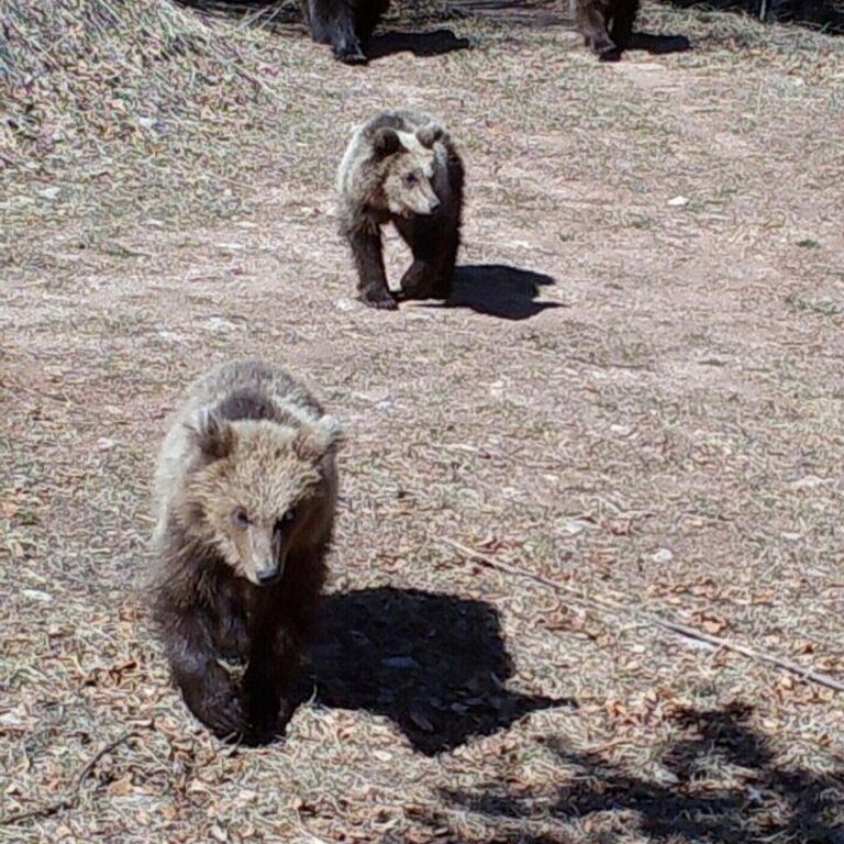 L'Orsa Jj4 e i suoi tre cuccioli