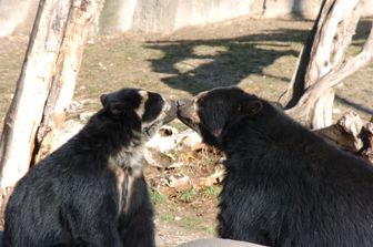 La coppia di orsi andini Bahia e Luis&nbsp;