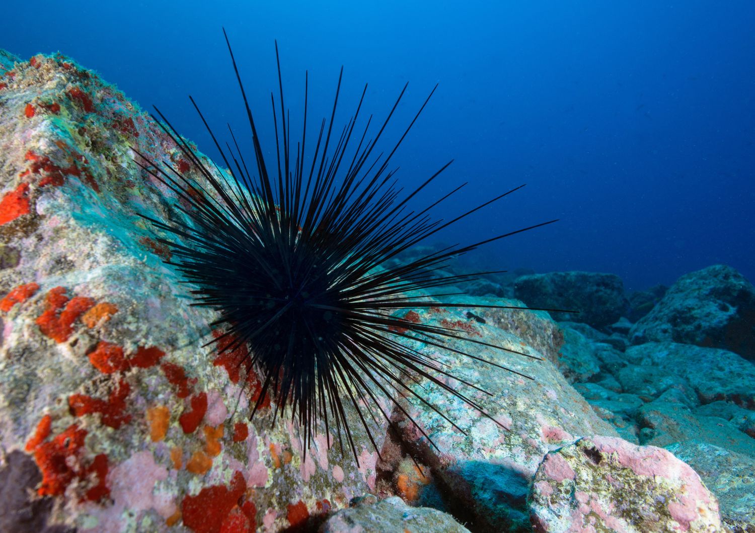 &nbsp;Riccio di mare -&nbsp;Diadema antillarum