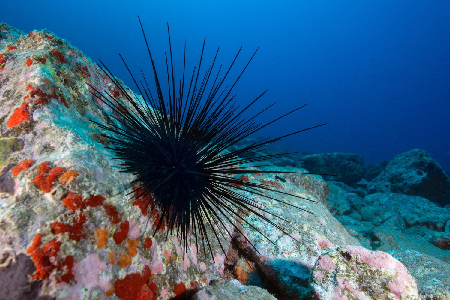 &nbsp;Riccio di mare -&nbsp;Diadema antillarum
