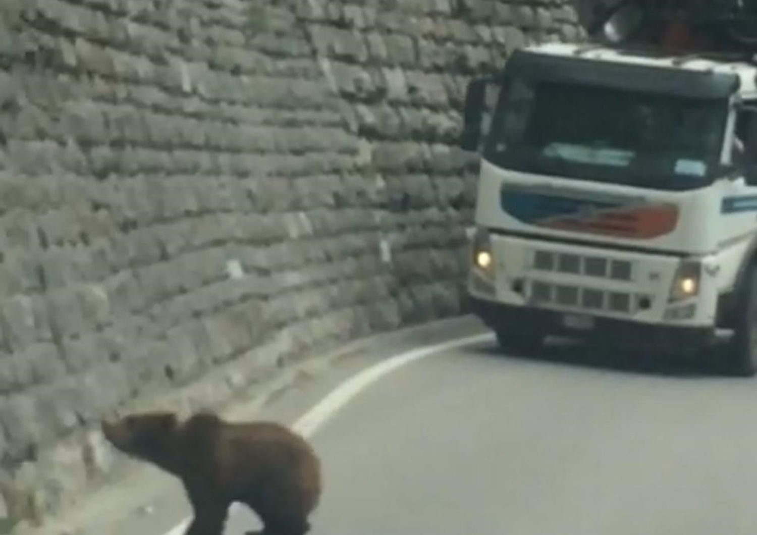 trentino passeggiata orsi fra le auto