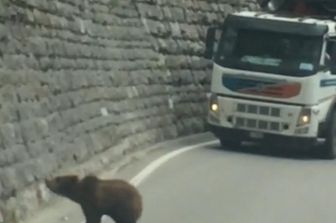 trentino passeggiata orsi fra le auto