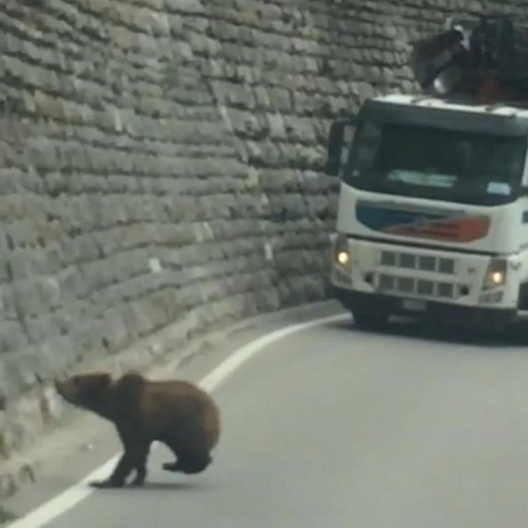 trentino passeggiata orsi fra le auto