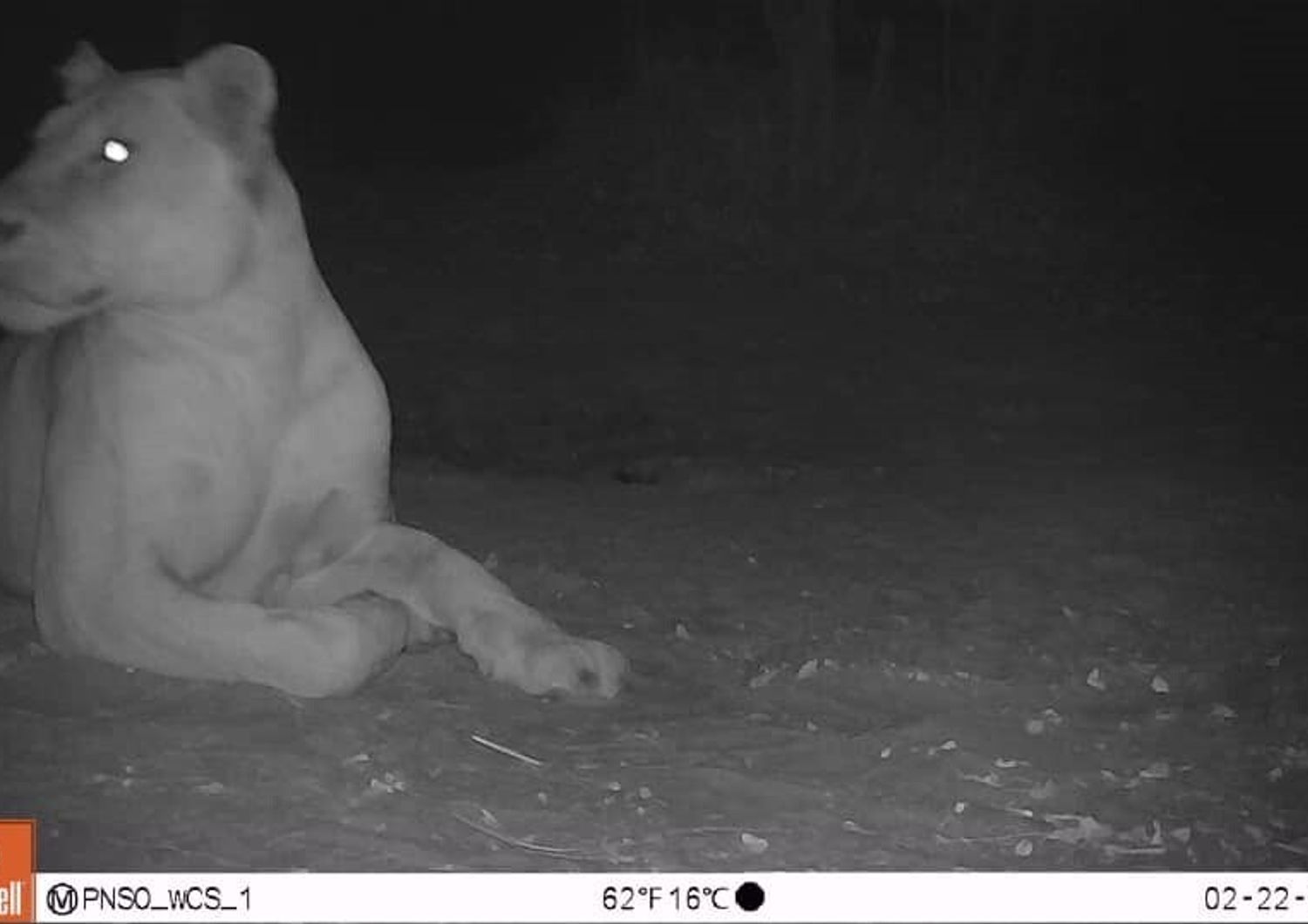 ciad avvistato leone savana 20 anni