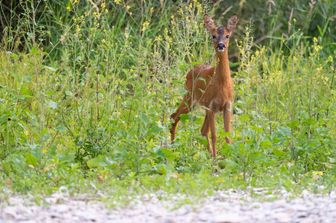 Un capriolo (foto di repertorio)