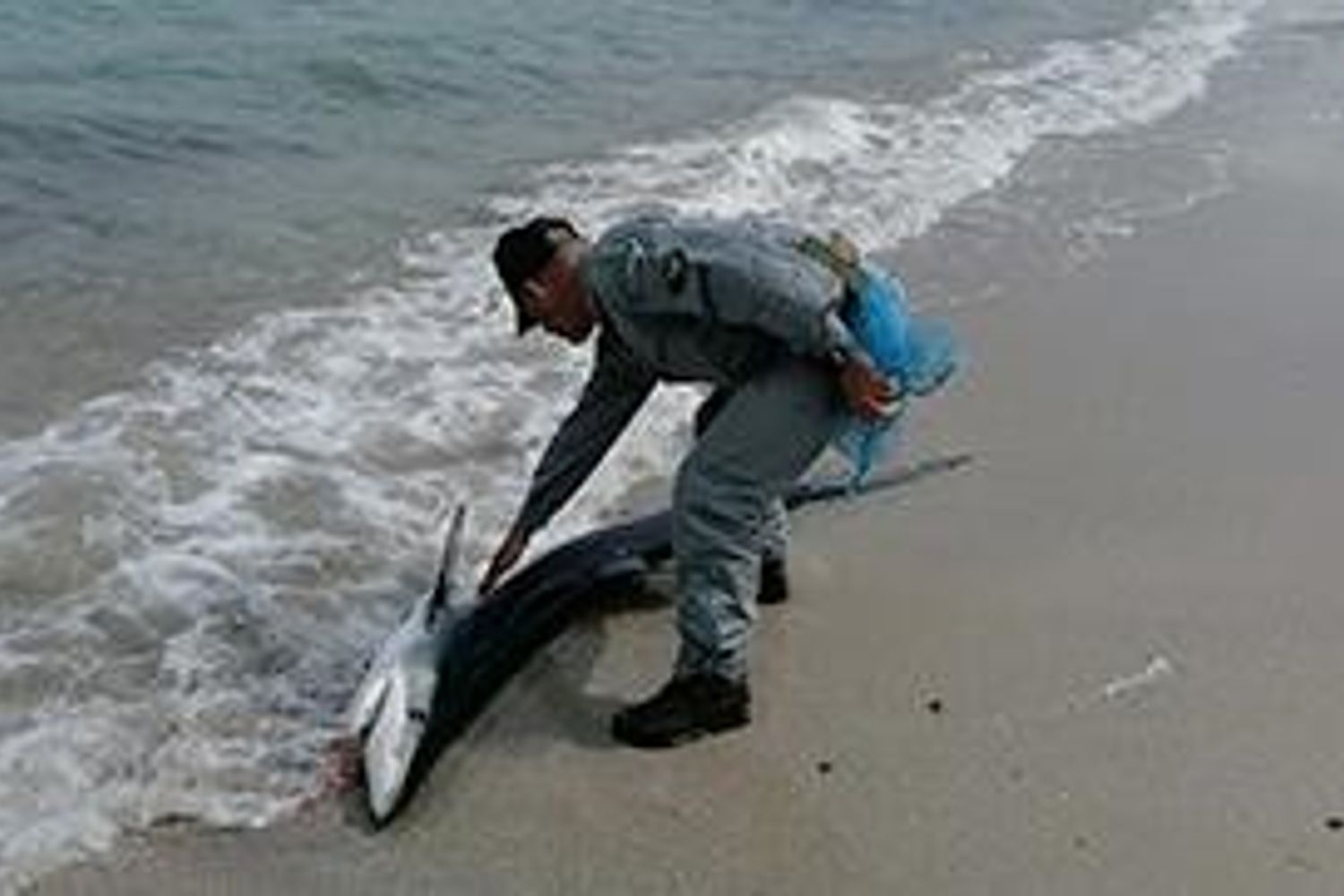 La verdesca-mamma che non ce l'ha fatta