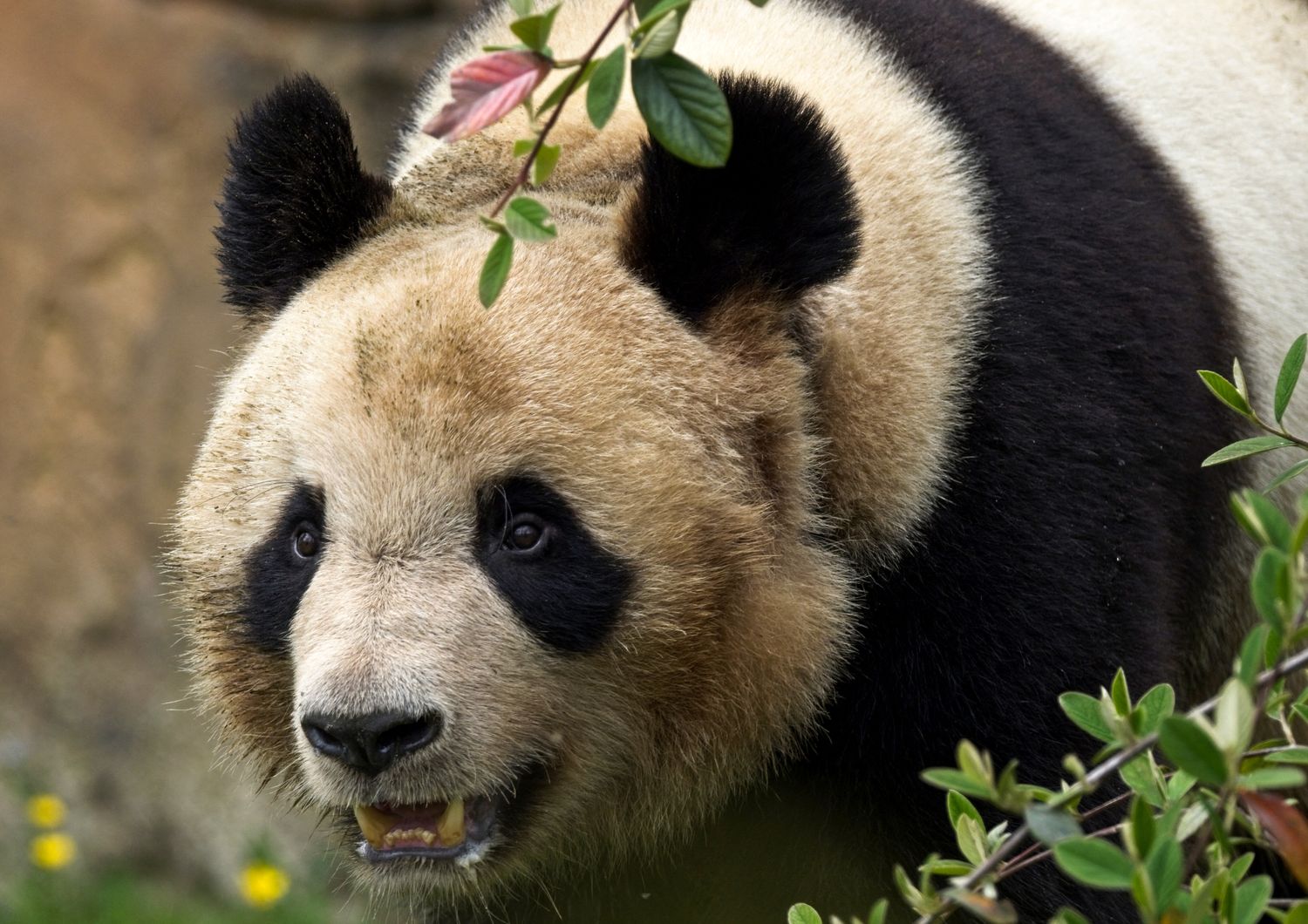 Yuan Meng, il panda nato in Francia nel 2017