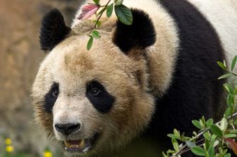 Yuan Meng, il panda nato in Francia nel 2017