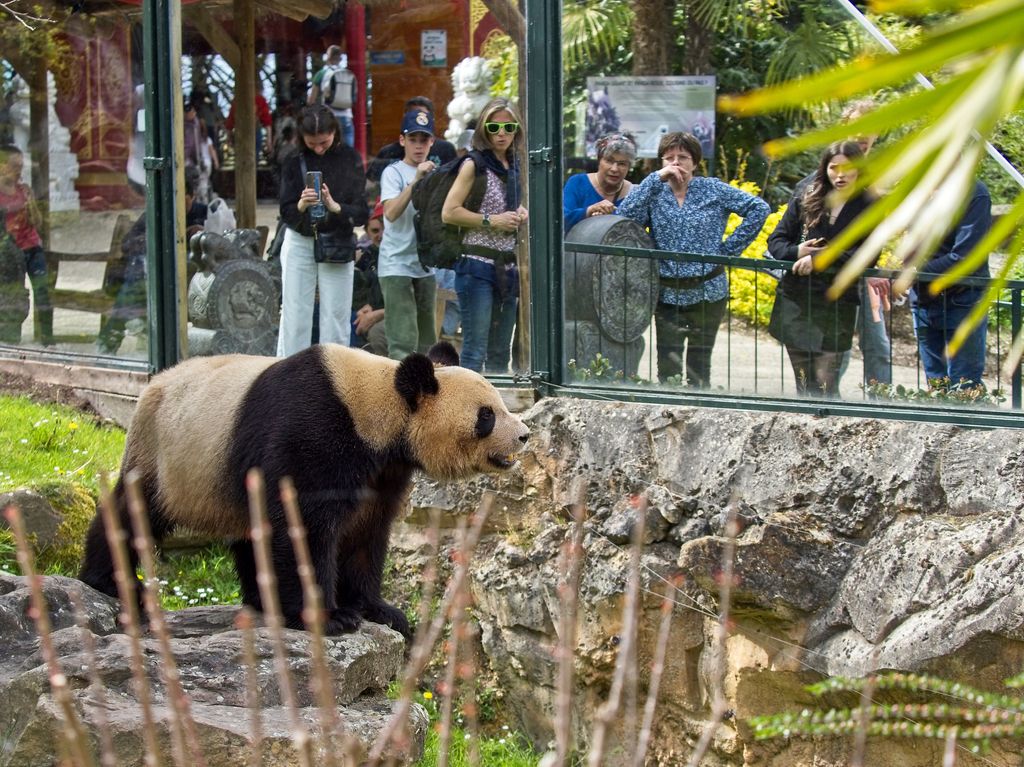 Yuan Meng allo&nbsp;ZooPark di Beauval