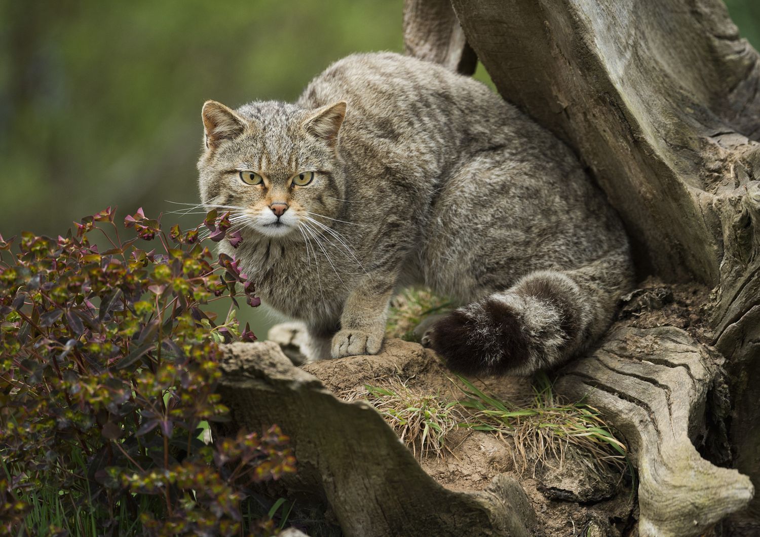 gatto selvatico scozzese a rischio estinzione