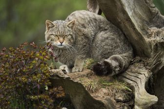 gatto selvatico scozzese a rischio estinzione