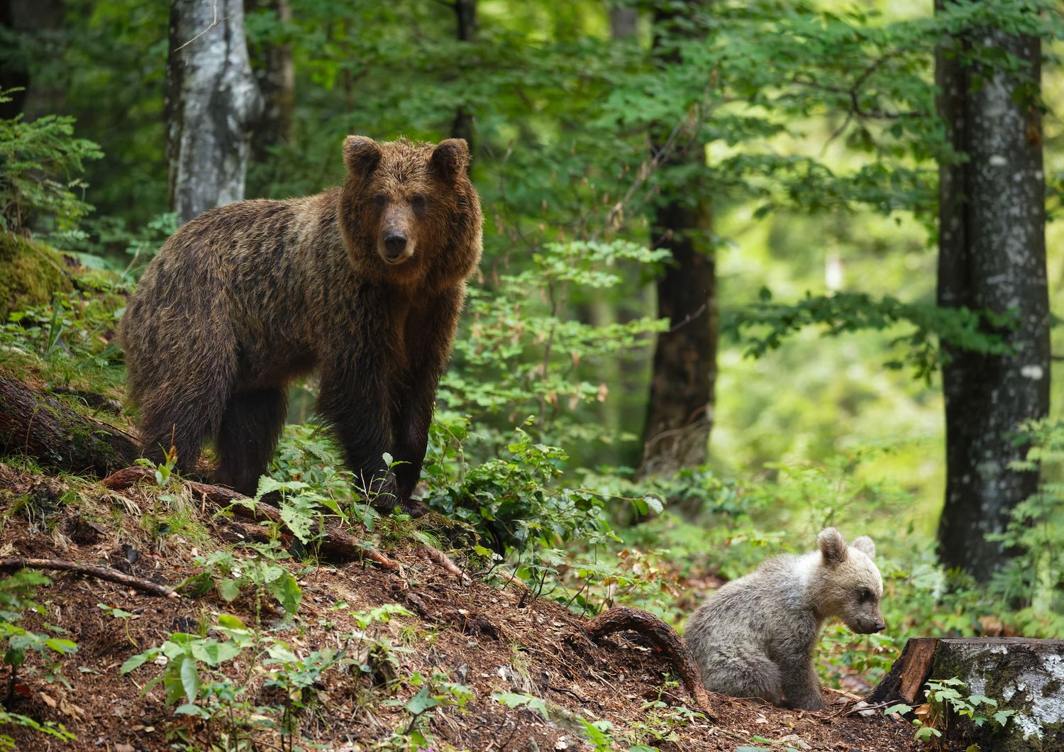 Un orso bruno in Slovenia