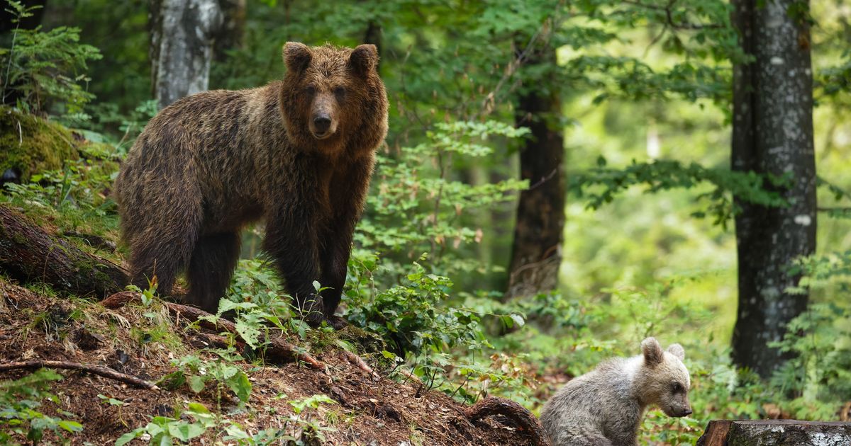 Un orso è stato trovato morto in un parco nell