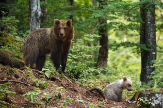 Un orso bruno in Slovenia