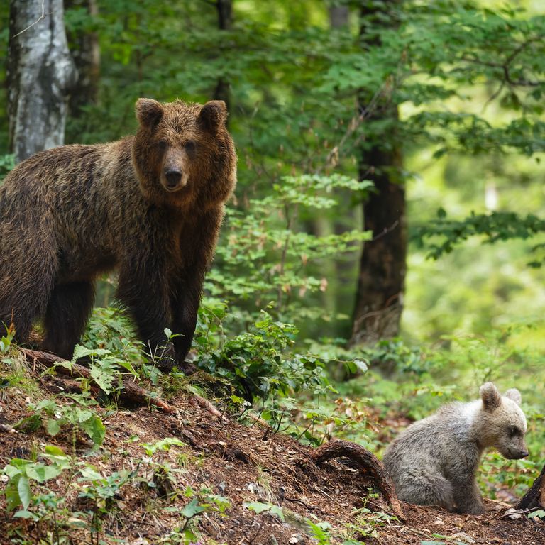 Un orso bruno in Slovenia