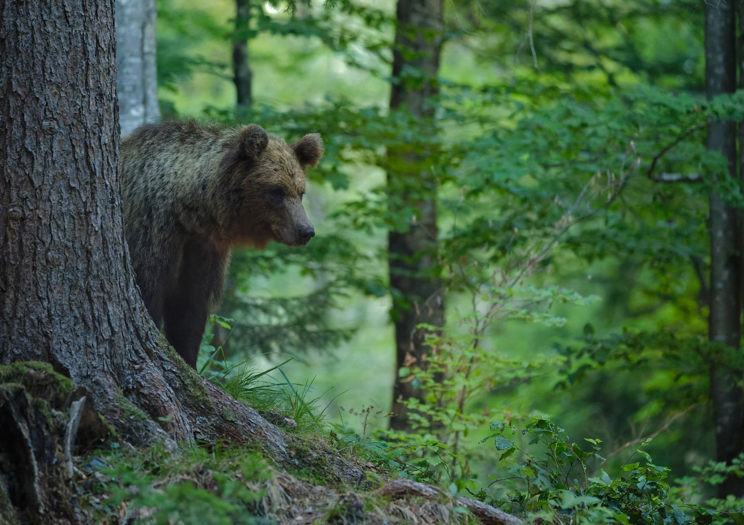 Un orso in Slovenia