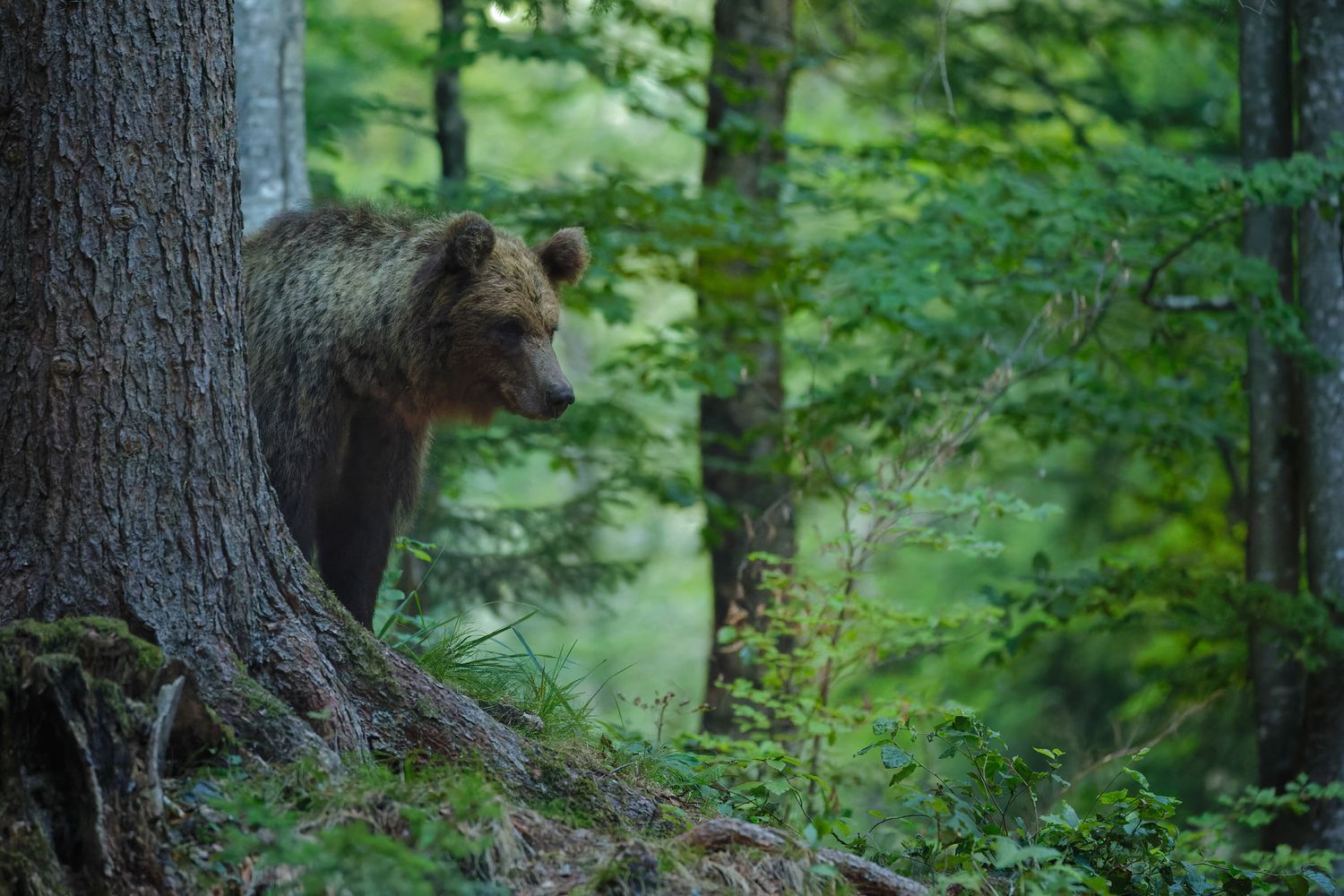 Un orso in Slovenia