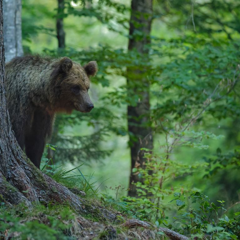 Un orso in Slovenia