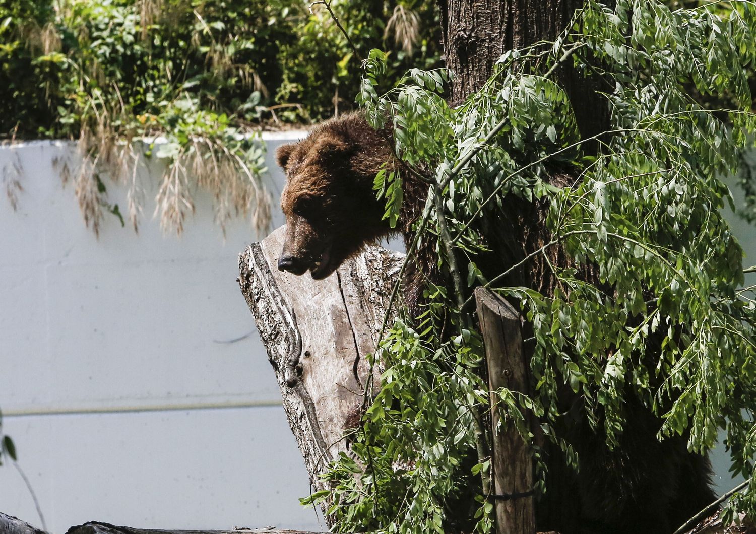 Orso in Alto Adige