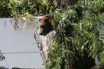 Orso in Alto Adige