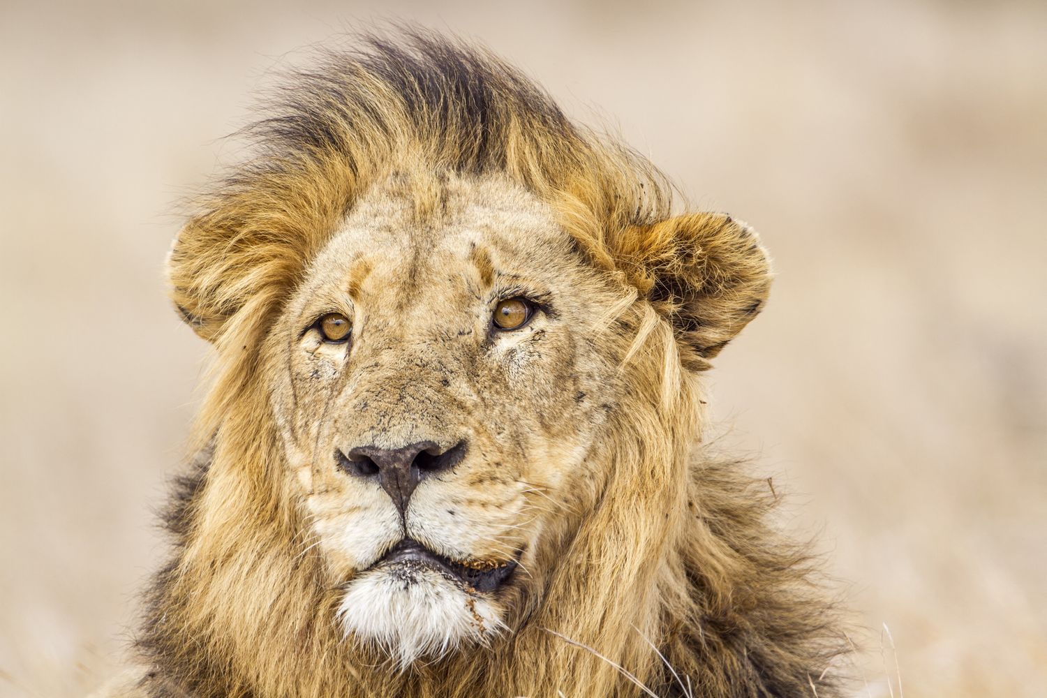 Un leone in Africa&nbsp;