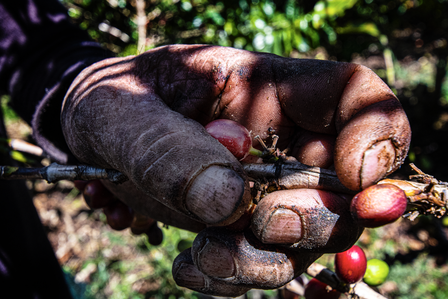Caff&eacute; piantagioni